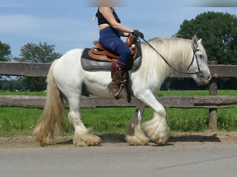 Tinker Ruin 8 Jaar 133 cm Schimmel in Lathen