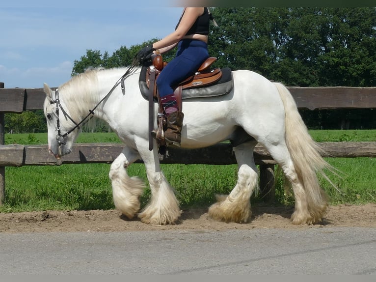 Tinker Ruin 8 Jaar 133 cm Schimmel in Lathen