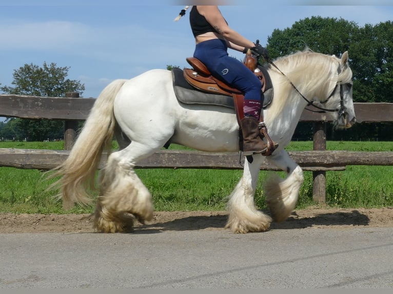 Tinker Ruin 8 Jaar 133 cm Schimmel in Lathen