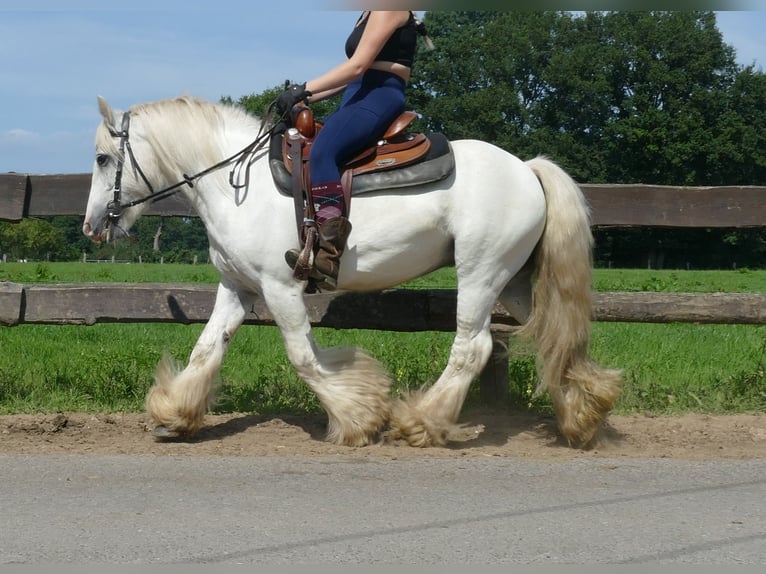 Tinker Ruin 8 Jaar 133 cm Schimmel in Lathen