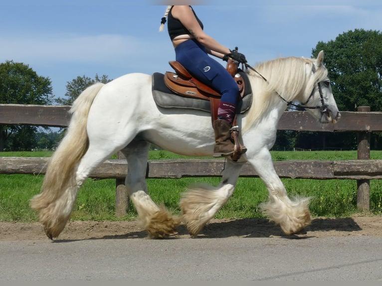 Tinker Ruin 8 Jaar 133 cm Schimmel in Lathen