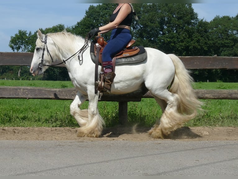 Tinker Ruin 8 Jaar 133 cm Schimmel in Lathen