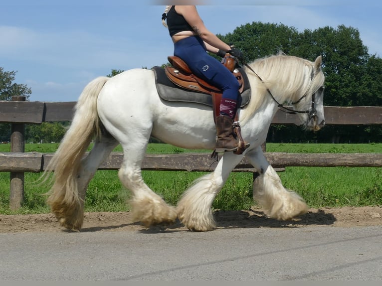 Tinker Ruin 8 Jaar 133 cm Schimmel in Lathen