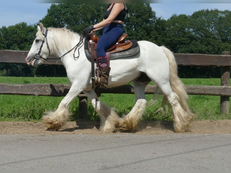Tinker Ruin 8 Jaar 133 cm Schimmel in Lathen