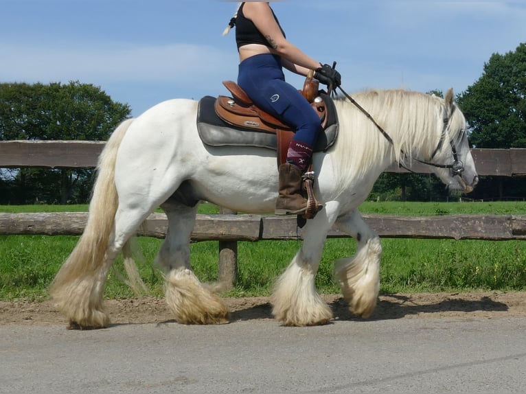 Tinker Ruin 8 Jaar 133 cm Schimmel in Lathen