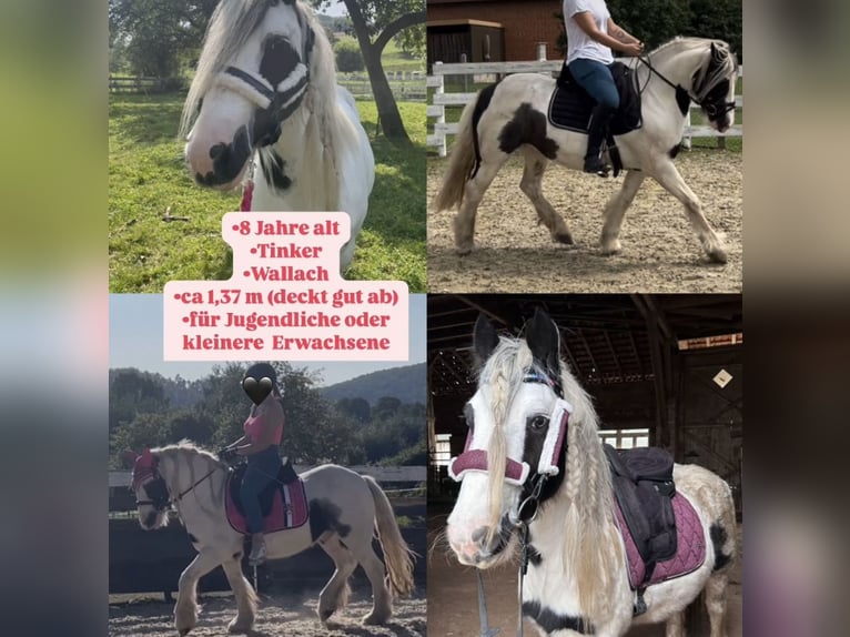Tinker Ruin 8 Jaar 137 cm Gevlekt-paard in Wolfhagen