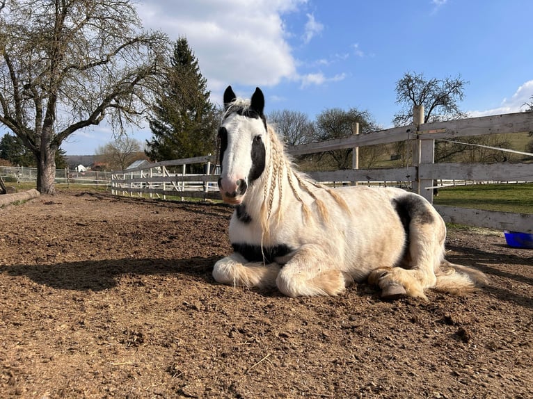 Tinker Ruin 8 Jaar 137 cm Gevlekt-paard in Wolfhagen