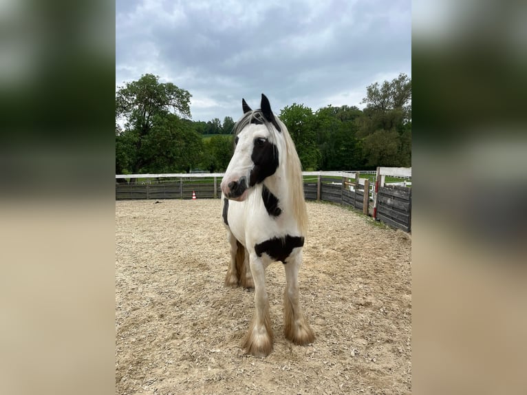 Tinker Ruin 8 Jaar 137 cm Gevlekt-paard in Wolfhagen