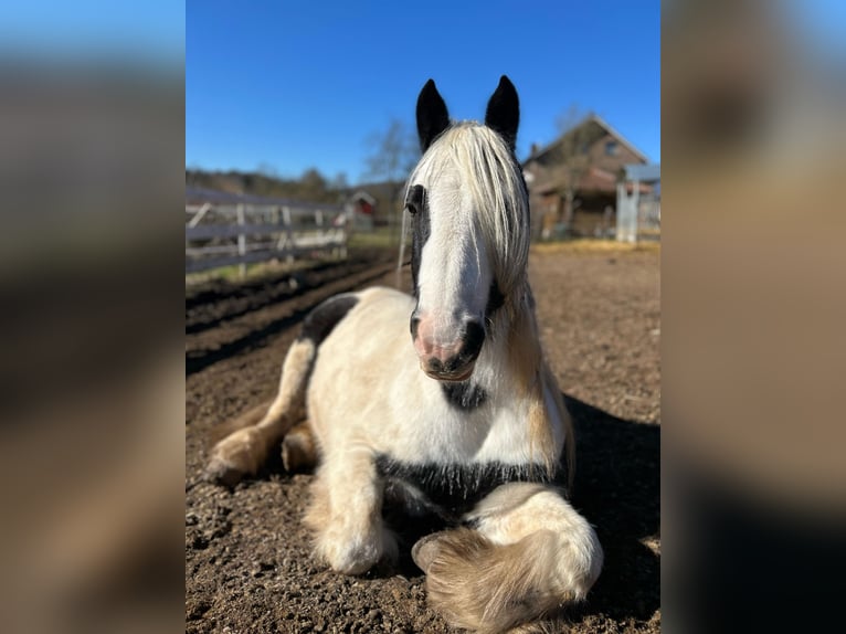 Tinker Ruin 8 Jaar 137 cm Gevlekt-paard in Wolfhagen