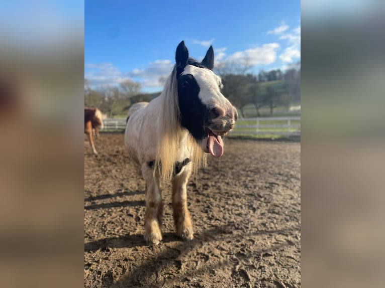 Tinker Ruin 8 Jaar 137 cm Gevlekt-paard in Wolfhagen