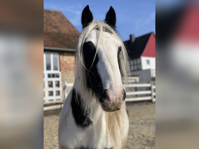 Tinker Ruin 8 Jaar 137 cm Gevlekt-paard in Wolfhagen