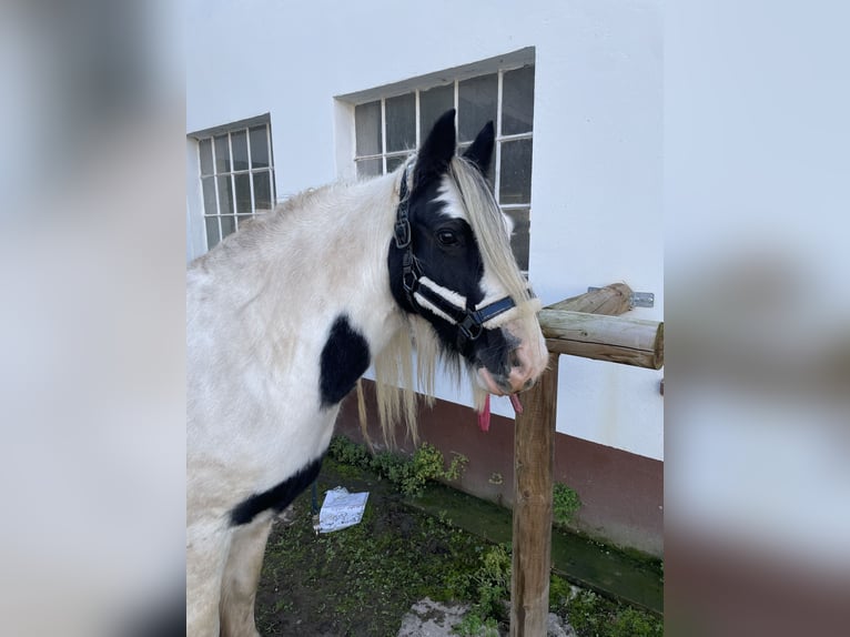Tinker Ruin 8 Jaar 137 cm Gevlekt-paard in Wolfhagen