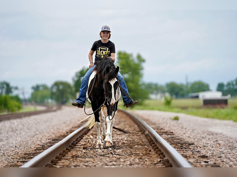 Tinker Mix Ruin 8 Jaar 137 cm Gevlekt-paard in Kaufman