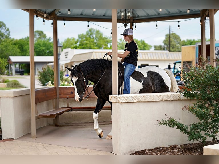 Tinker Mix Ruin 8 Jaar 137 cm Gevlekt-paard in Kaufman