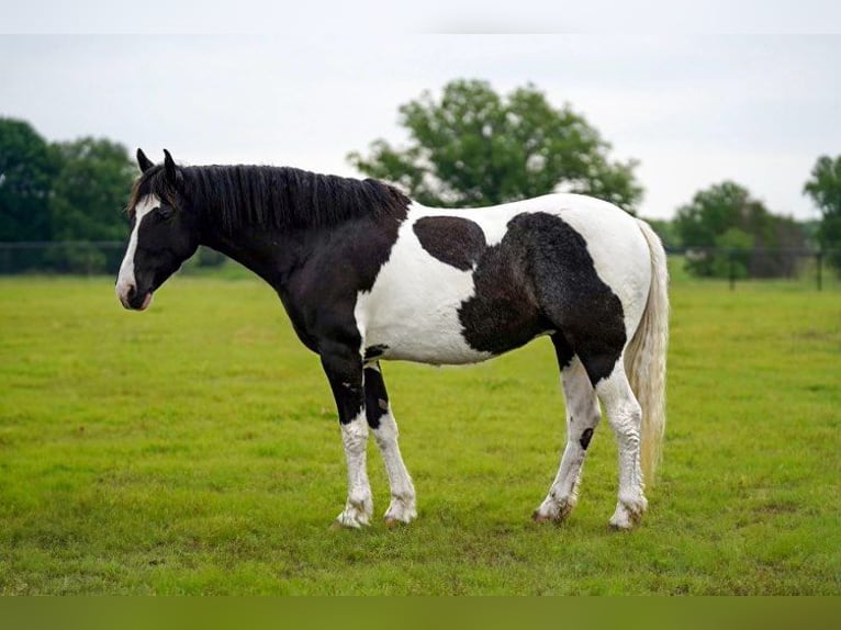 Tinker Mix Ruin 8 Jaar 137 cm Gevlekt-paard in Kaufman