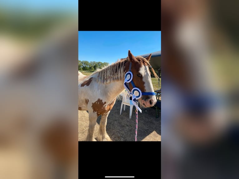 Tinker Ruin 8 Jaar 138 cm Gevlekt-paard in KoblenzKoblenz