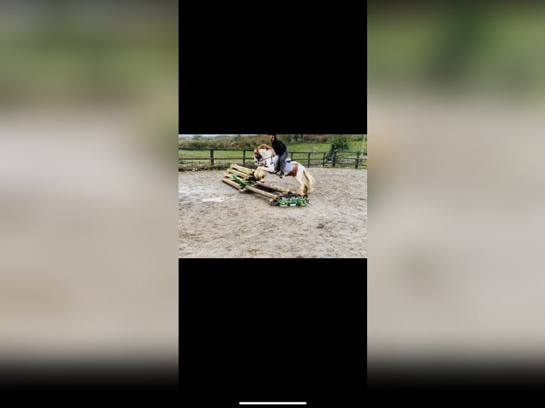 Tinker Ruin 8 Jaar 138 cm Gevlekt-paard in KoblenzKoblenz