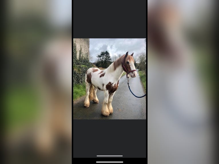 Tinker Ruin 8 Jaar 138 cm Gevlekt-paard in KoblenzKoblenz