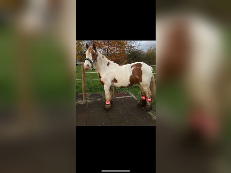 Tinker Ruin 8 Jaar 138 cm Gevlekt-paard in KoblenzKoblenz