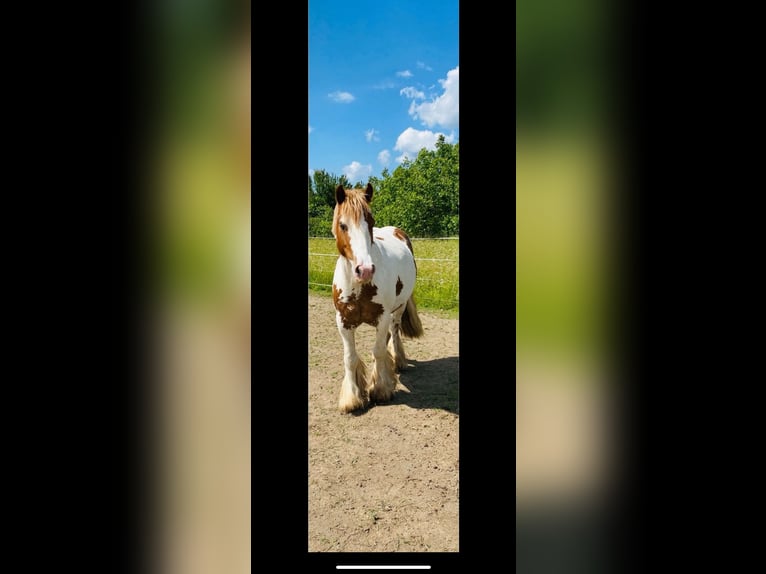 Tinker Ruin 8 Jaar 138 cm Gevlekt-paard in KoblenzKoblenz
