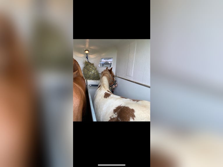 Tinker Ruin 8 Jaar 138 cm Gevlekt-paard in KoblenzKoblenz