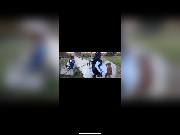 Tinker Ruin 8 Jaar 138 cm Gevlekt-paard in KoblenzKoblenz