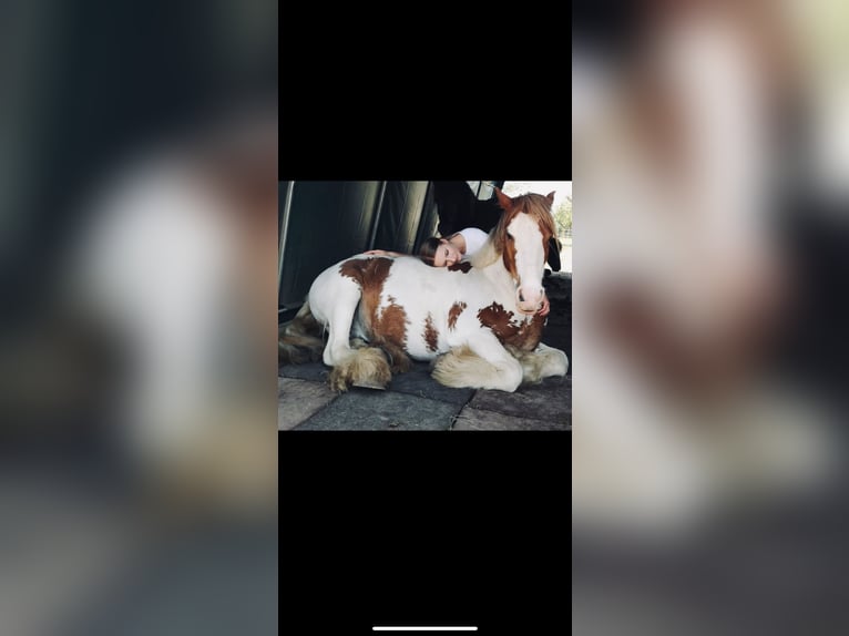 Tinker Ruin 8 Jaar 138 cm Gevlekt-paard in KoblenzKoblenz