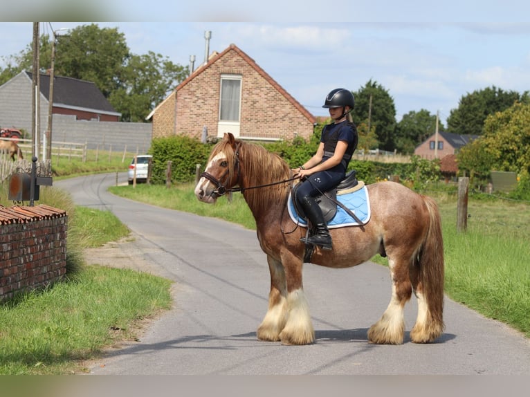 Tinker Ruin 8 Jaar 138 cm Roan-Red in Bogaarden