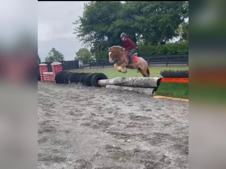 Tinker Ruin 8 Jaar 138 cm Roan-Red in Bogaarden