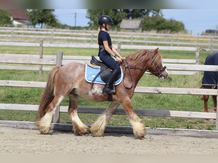 Tinker Ruin 8 Jaar 138 cm Roan-Red in Bogaarden