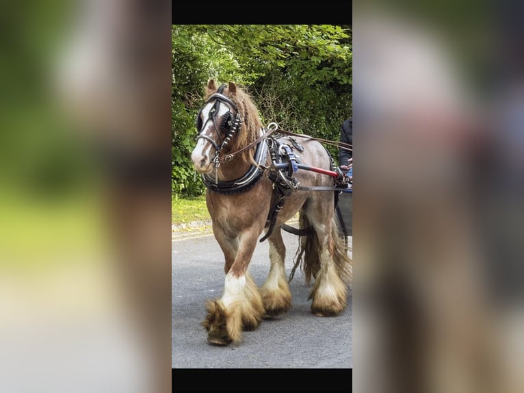 Tinker Ruin 8 Jaar 138 cm Roan-Red in Bogaarden