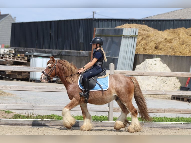 Tinker Ruin 8 Jaar 138 cm Roan-Red in Bogaarden