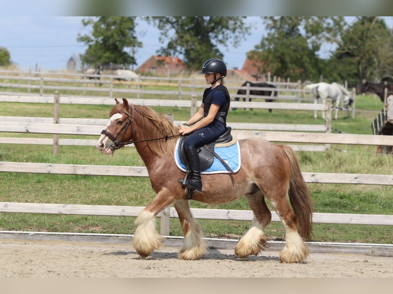 Tinker Ruin 8 Jaar 138 cm Roan-Red in Bogaarden