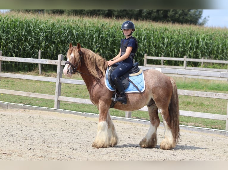 Tinker Ruin 8 Jaar 138 cm Roan-Red in Bogaarden