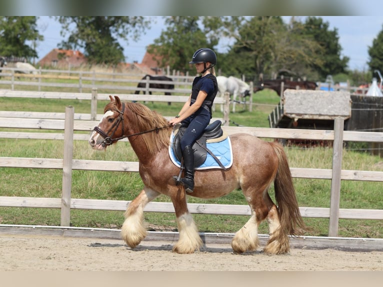 Tinker Ruin 8 Jaar 138 cm Roan-Red in Bogaarden