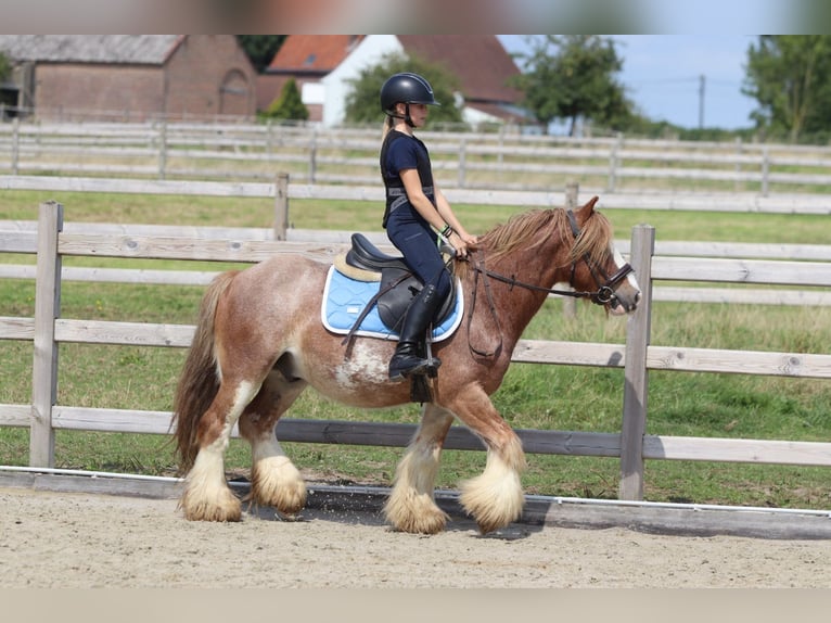 Tinker Ruin 8 Jaar 138 cm Roan-Red in Bogaarden