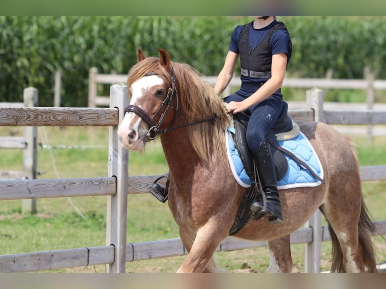 Tinker Ruin 8 Jaar 138 cm Roan-Red in Bogaarden