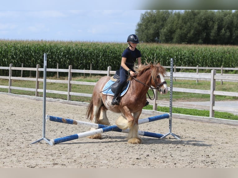 Tinker Ruin 8 Jaar 138 cm Roan-Red in Bogaarden