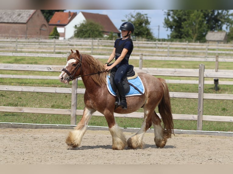 Tinker Ruin 8 Jaar 138 cm Roan-Red in Bogaarden
