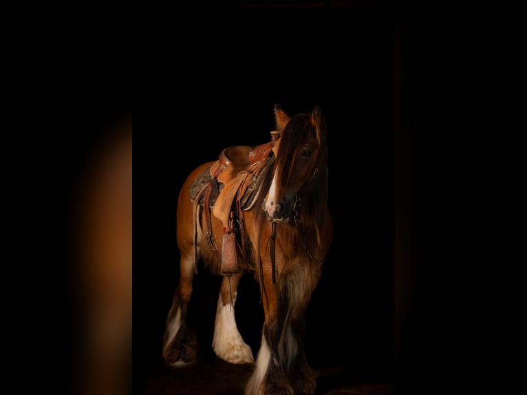 Tinker Ruin 8 Jaar 142 cm Roodbruin in Alvord