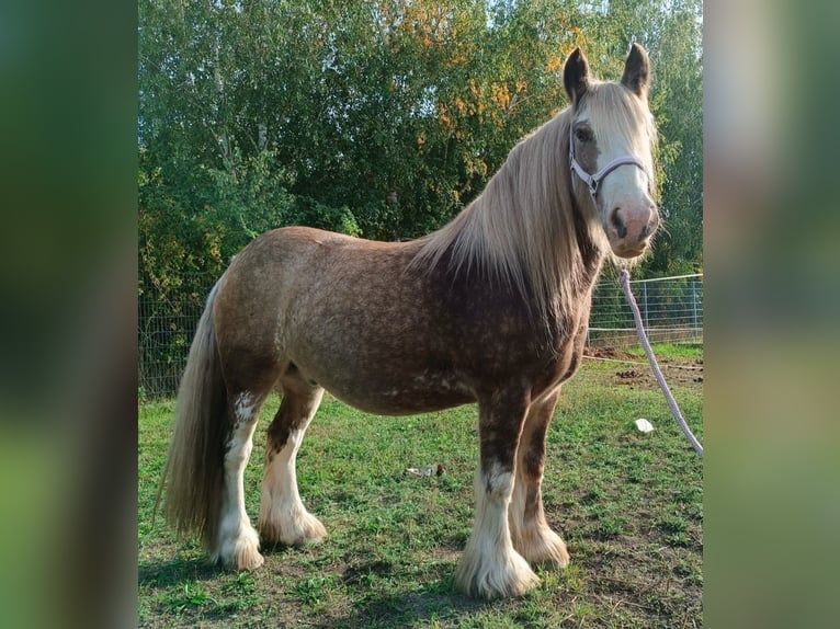 Tinker Ruin 8 Jaar 145 cm Palomino in Rechnitz