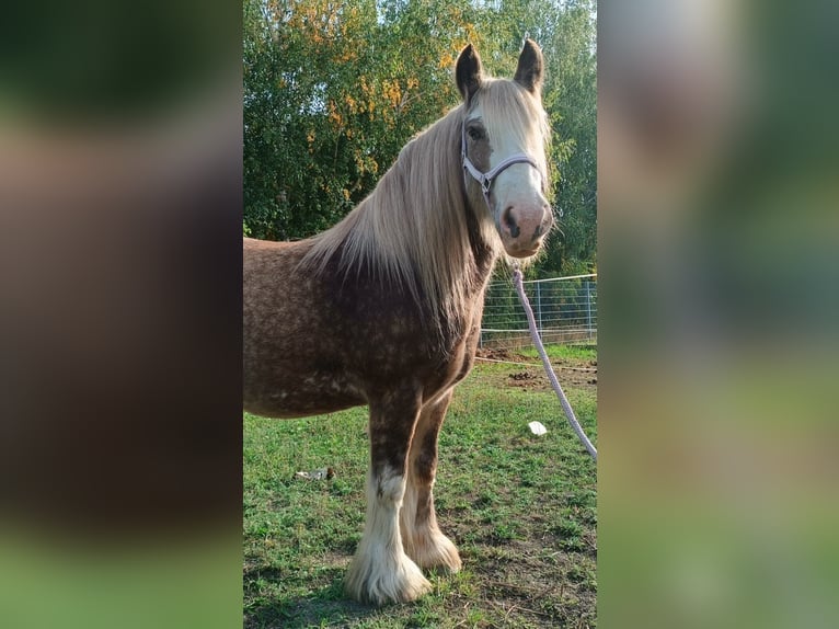 Tinker Ruin 8 Jaar 145 cm Palomino in Rechnitz