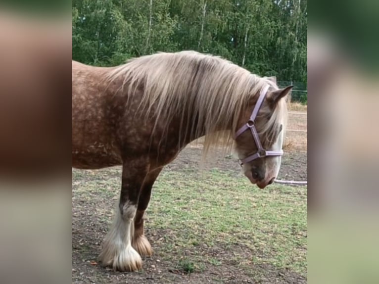 Tinker Ruin 8 Jaar 145 cm Palomino in Rechnitz