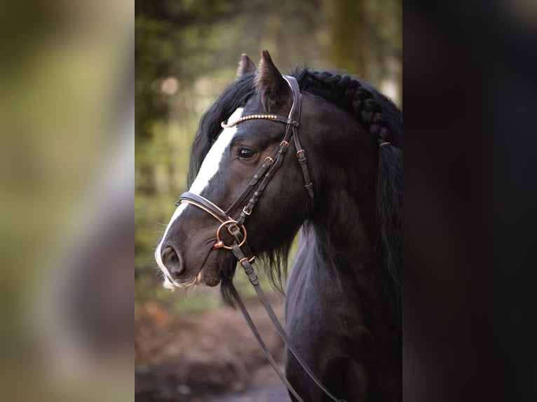 Tinker Ruin 8 Jaar 145 cm Zwart in Ebersberg