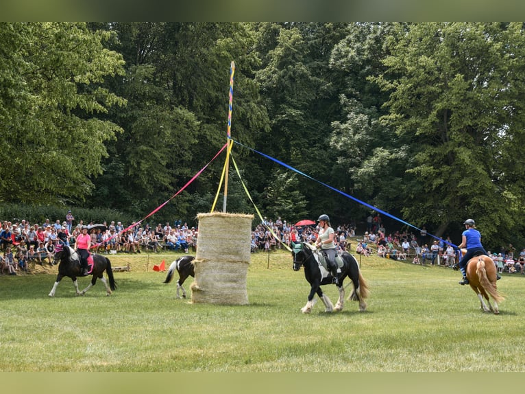 Tinker Ruin 8 Jaar 147 cm Gevlekt-paard in Harztor