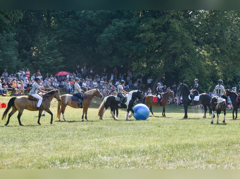 Tinker Ruin 8 Jaar 147 cm Gevlekt-paard in Harztor