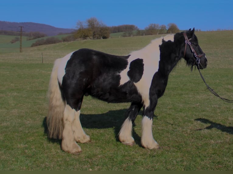 Tinker Ruin 8 Jaar 147 cm Gevlekt-paard in Harztor