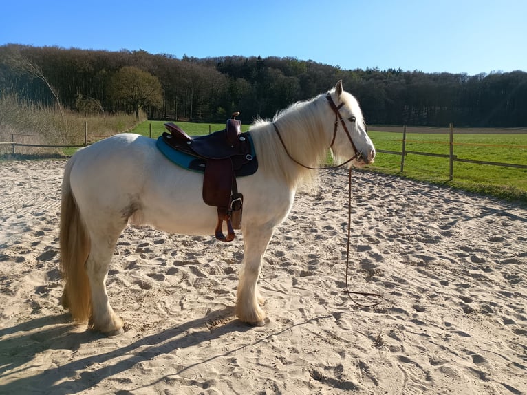 Tinker Ruin 8 Jaar 150 cm Schimmel in Havixbeck