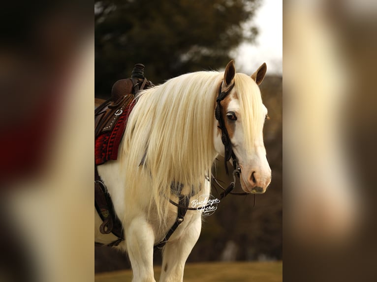 Tinker Ruin 8 Jaar 150 cm Tobiano-alle-kleuren in Millersburg