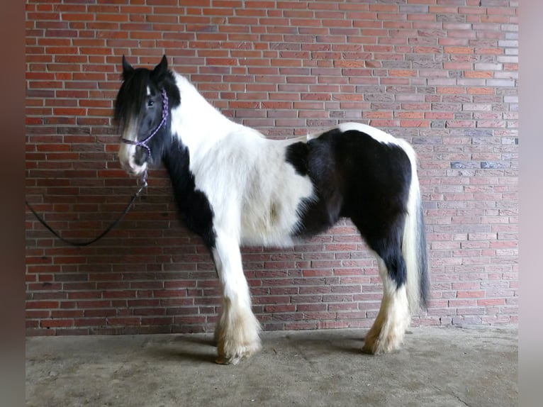 Tinker Ruin 8 Jaar 151 cm Gevlekt-paard in Lathen